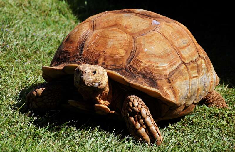 African spurred tortoise, Honolulu Zoo, Hawaii