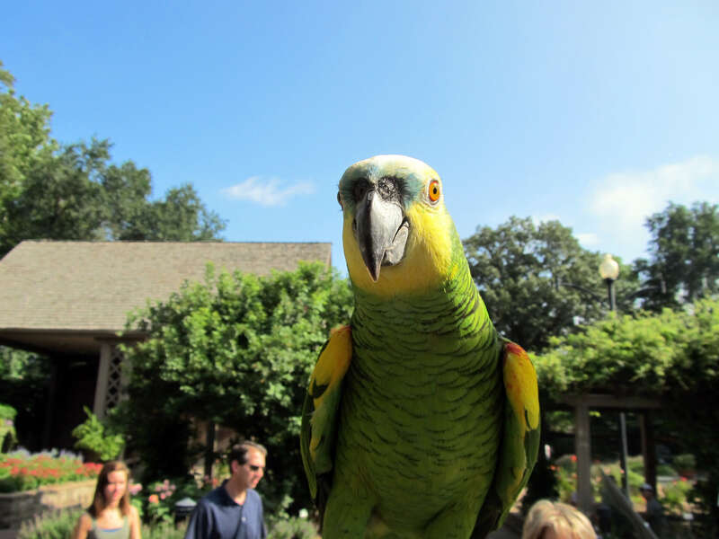 A Blue-fronted Amazon at Henry Doorly Zoo, Omaha, Nebraska, USA.