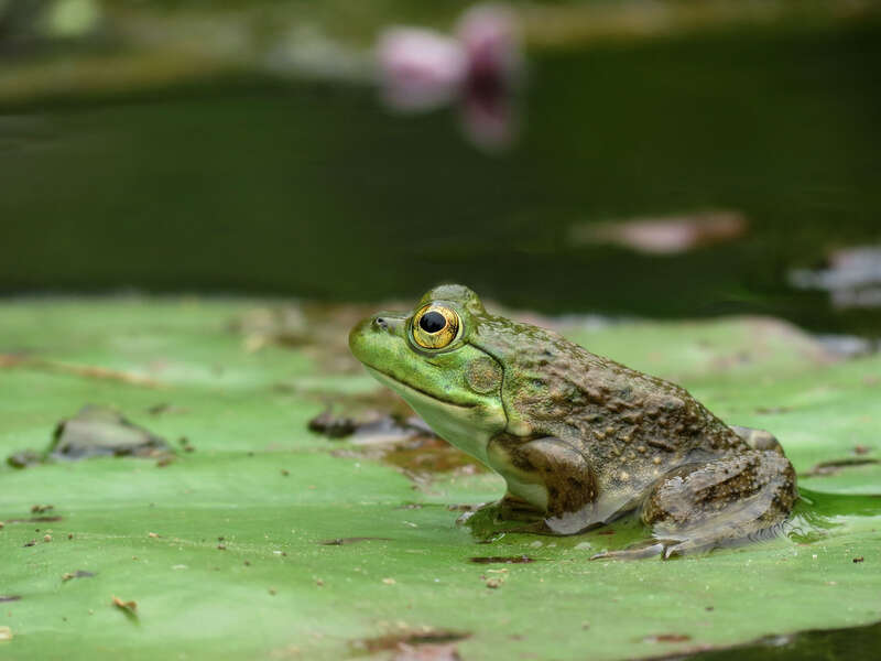Lithobates catesbeianus.  Kenilworth Aquatic Gardens, Washington, DC, USA.  1 September 2012.