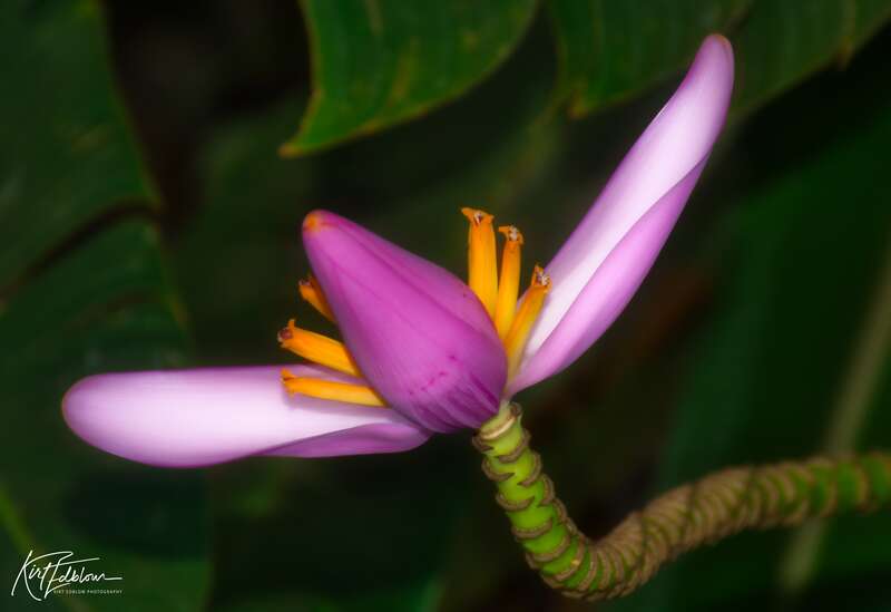 The flowering end of a apple banana plant.