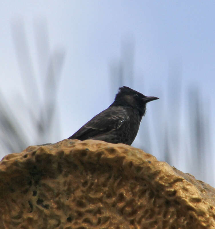 Red-vented bulbul, Honolulu, Hawaii