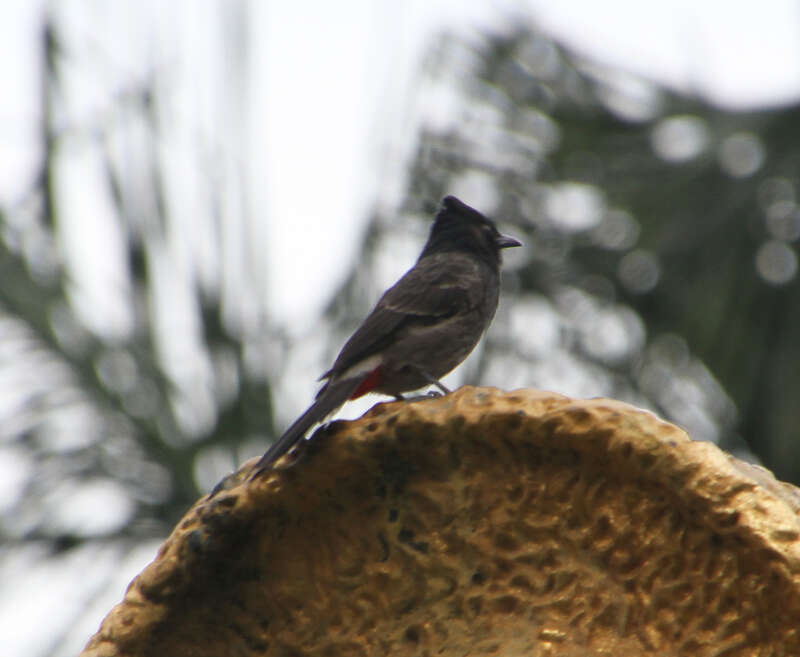 Red-vented bulbul, Honolulu, Hawaii