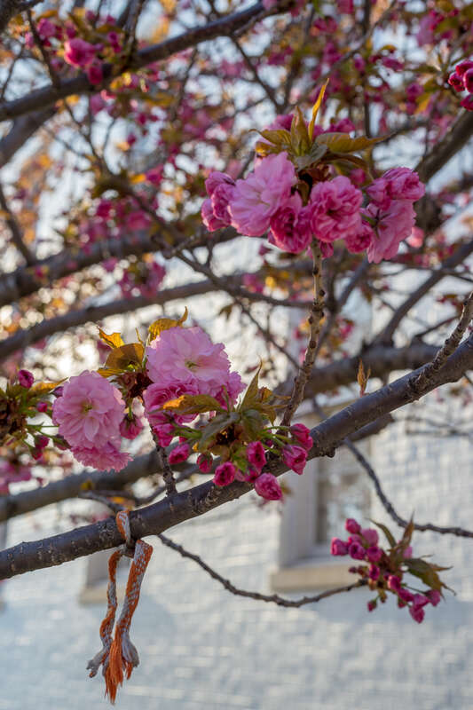 Minolta Rokkor 50mm f1.4