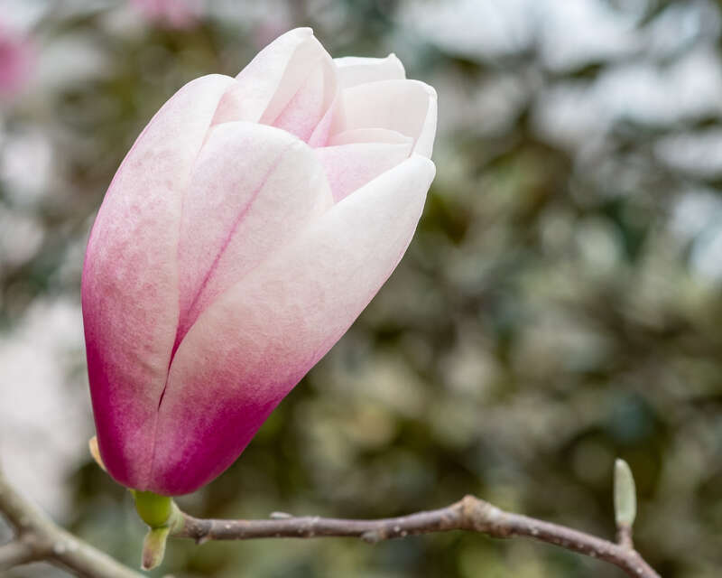 Cheekwood Estate &amp;amp; Gardens, Nashville 3/24/21