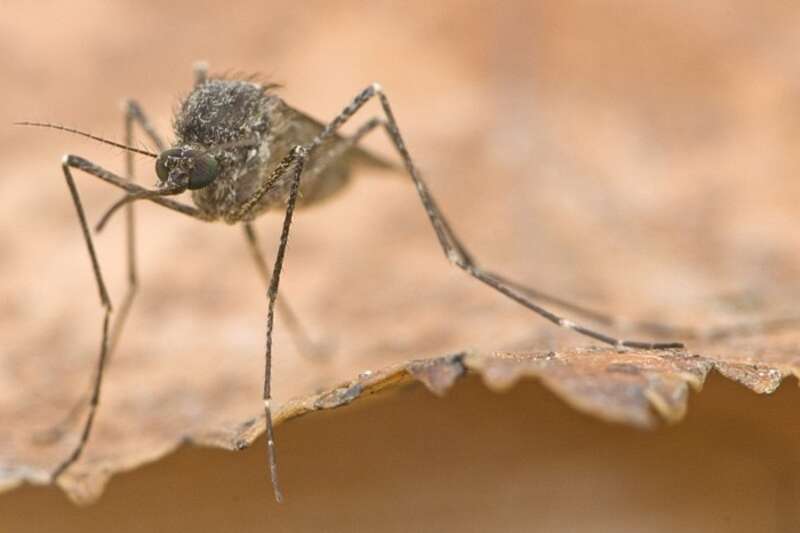 Комар жгучий или комар аляскинский (Culiseta alaskaensis) Ludlow, 1906