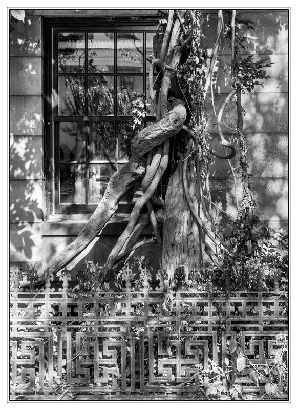 I took this in Portland, Maine earlier this year when I spotted this tree growing from a very narrow space between the fence and the apartment building.  HFF  Press L for a better view.