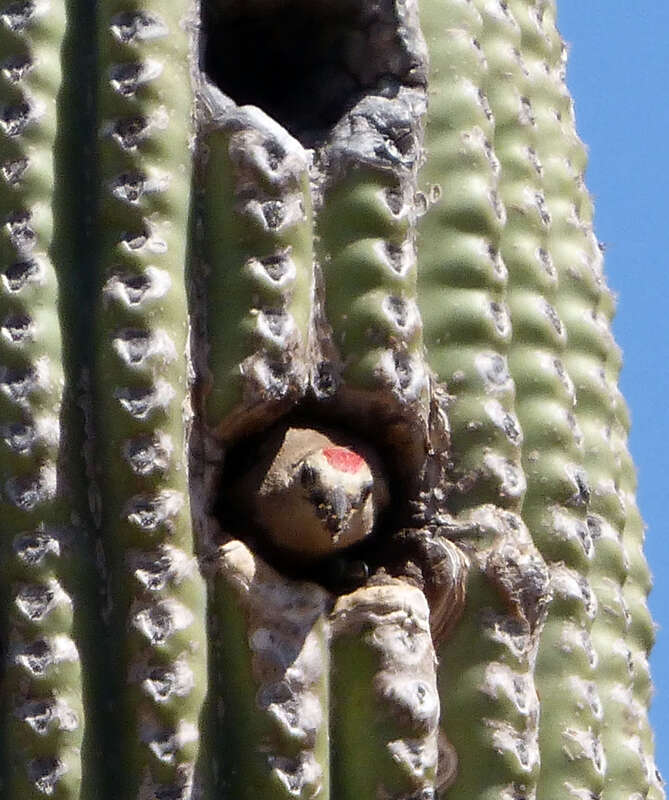 Gila Woodpecker . Melanerpes uropygialis