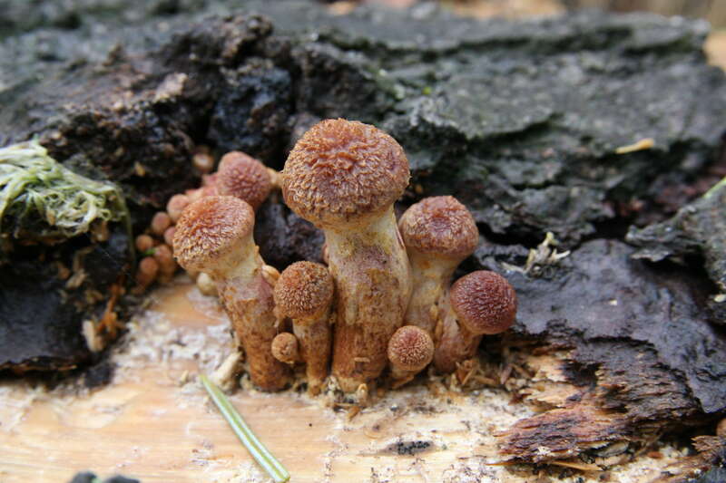 For more information about this, see the observation page at Mushroom Observer.