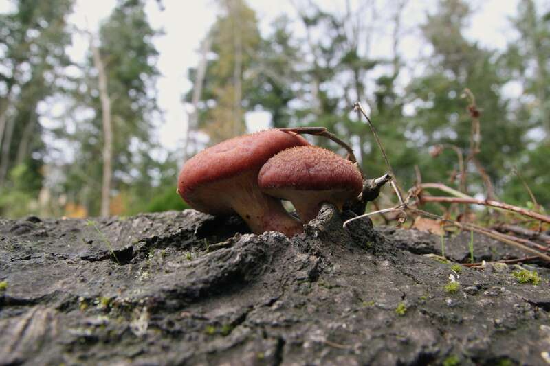 For more information about this, see the observation page at Mushroom Observer.