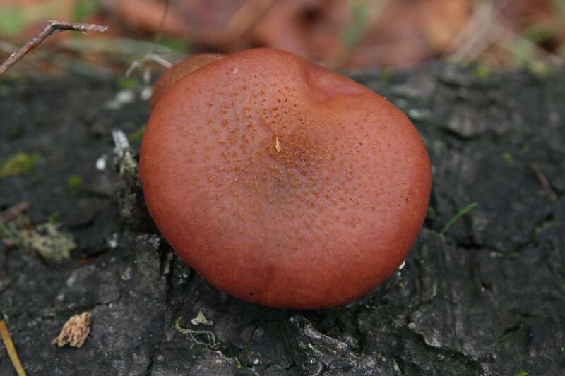 For more information about this, see the observation page at Mushroom Observer.