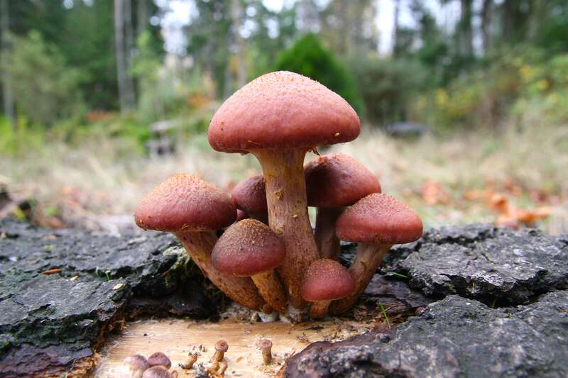 For more information about this, see the observation page at Mushroom Observer.