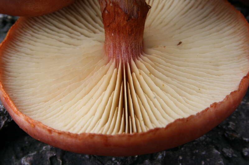 For more information about this, see the observation page at Mushroom Observer.