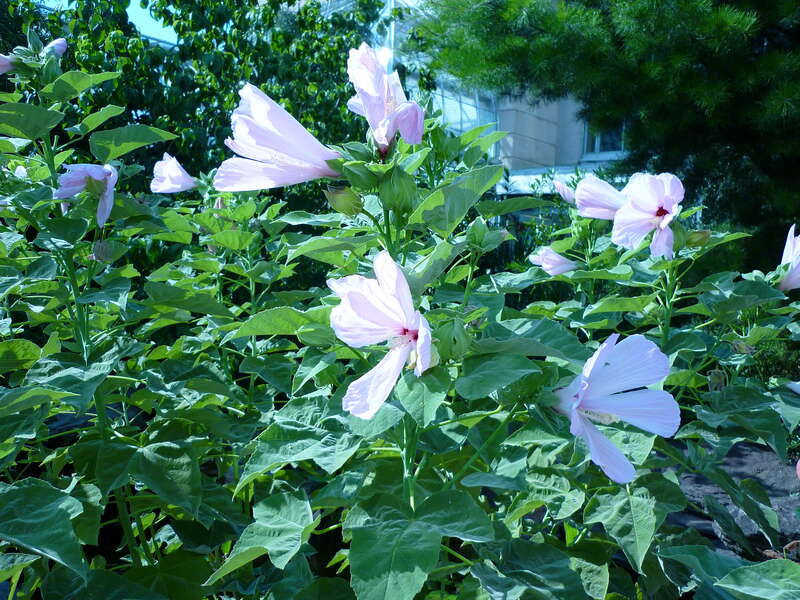 Hibiscus grandiflorus