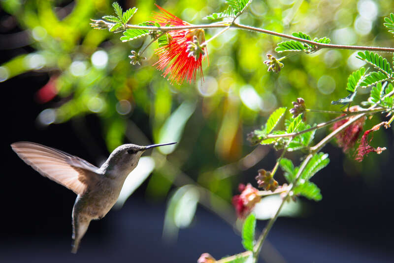 Arizona-Sonora Desert Museum, Tucson.