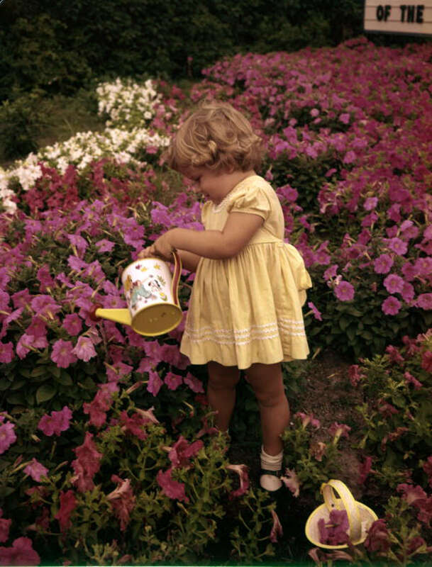 Local call number: JJS0466Title: Kerry Arquette watering petunias at the Palmer Nurseries: Osprey, FloridaDate: May 1959Physical descrip: 1 transparency - col. - 5 x 4 in.Series Title: