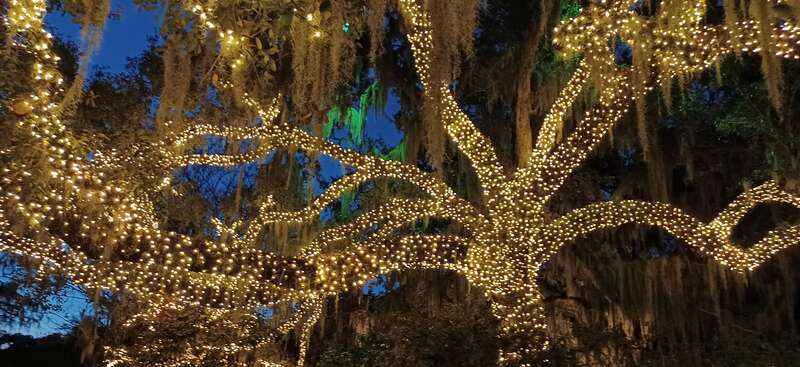 At the annual Christmas event at Brookgreen Gardens, the gardens are spruced up to include lights.