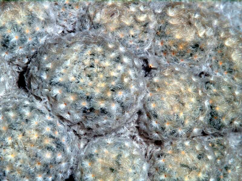 Mammillaria plumosa (Washington, DC)