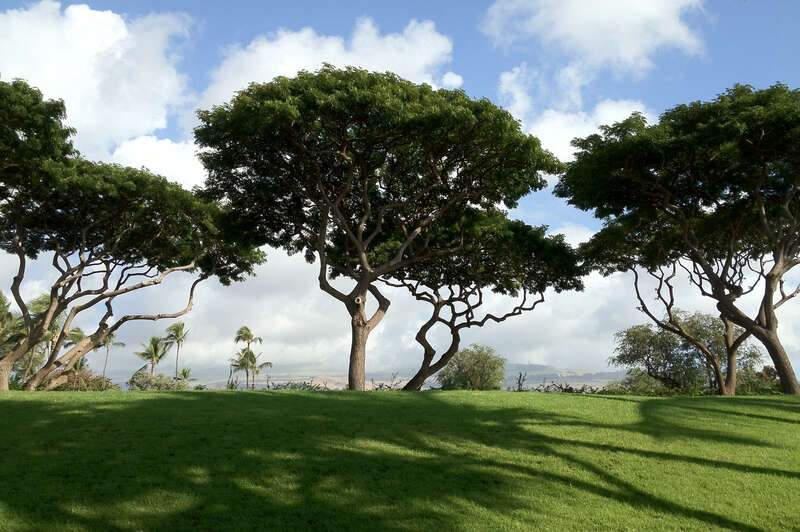 Manicured monkey pod (Albizia saman)