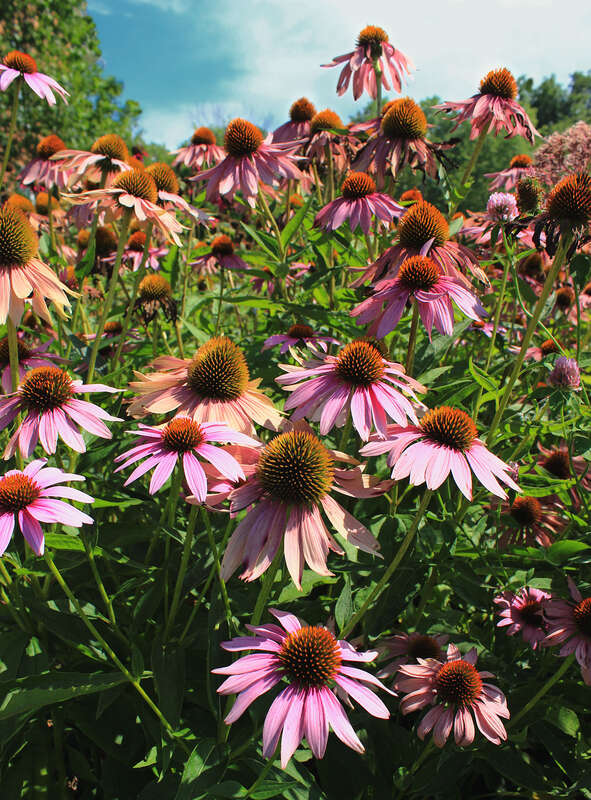 Purple coneflowers (Echinacea purpurea), Montour Preserve, Montour County.