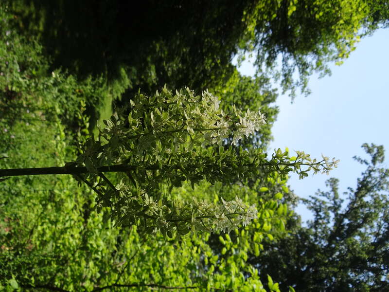 Mt. Cuba Center - Wilmington DE {juni 2012}