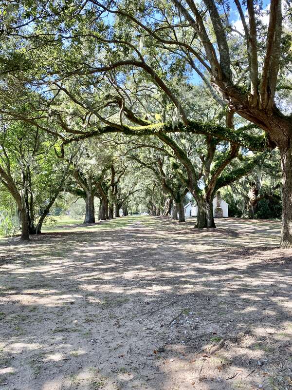 Dating back to 1678, then known as Morris, the plantation was used in 1780 during the American Revolutionary War by British General Sir Henry Clinton as his headquarters while planning to invade and occupy nearby Charleston, with many enslaved