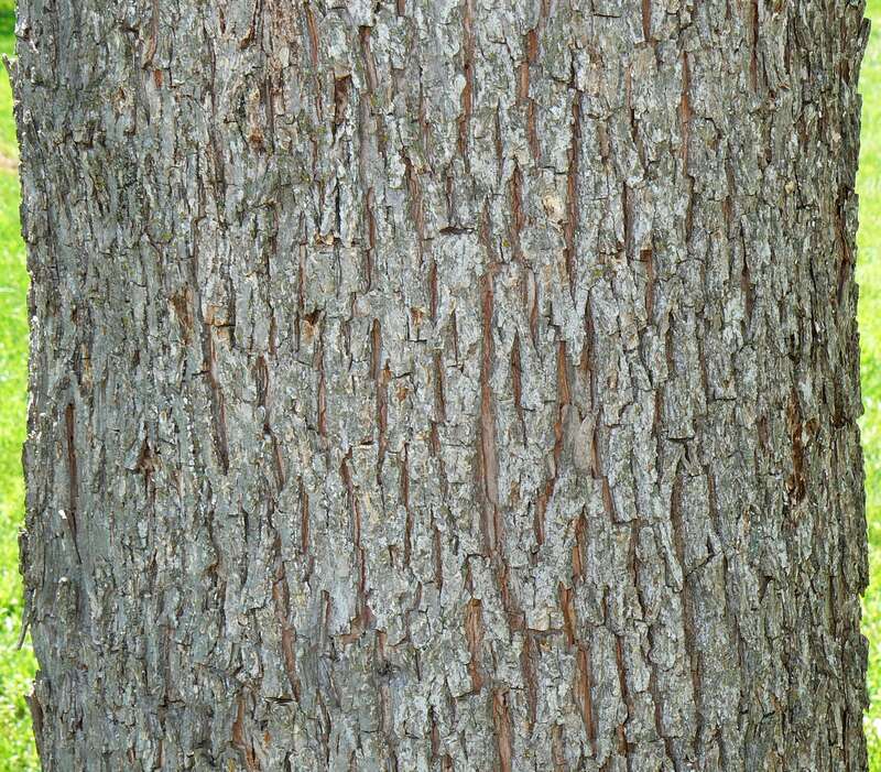 Pecan (Carya illinoinensis) bark