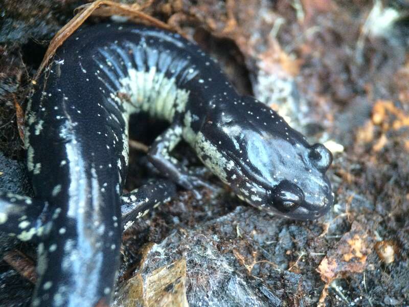 Atlantic Coast Slimy Salamander (Plethodon chlorobryonis)