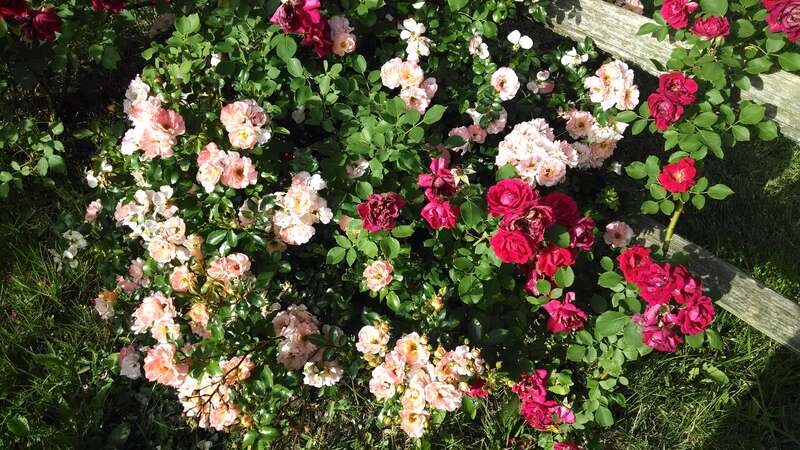 At my Father's house in Abilene