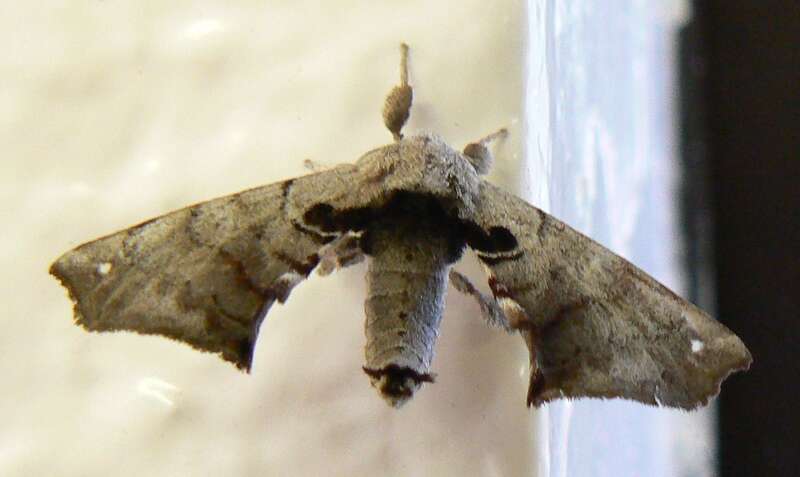 Apatelodes torrefacta