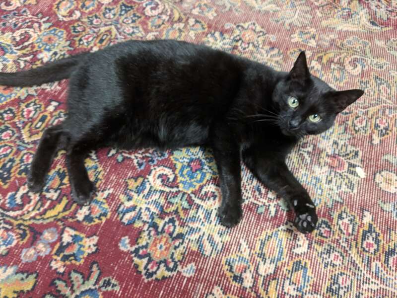 The Bookplate, a bookshop on South Cross Street in Chestertown, Maryland, featuring fine books, fine art, and a cat. This is Kiki, the Bookplate's resident meow-meow.