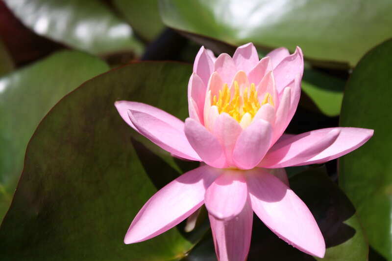 Tower Hill Botanical Garden - Boylston MA