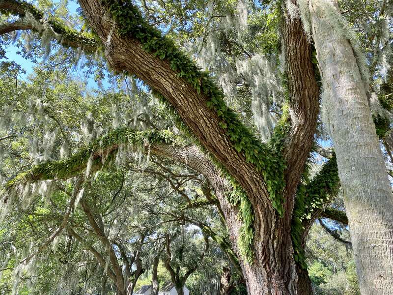 Dating back to 1678, then known as Morris, the plantation was used in 1780 during the American Revolutionary War by British General Sir Henry Clinton as his headquarters while planning to invade and occupy nearby Charleston, with many enslaved