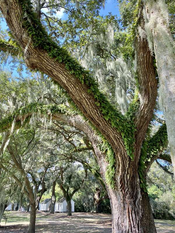 Dating back to 1678, then known as Morris, the plantation was used in 1780 during the American Revolutionary War by British General Sir Henry Clinton as his headquarters while planning to invade and occupy nearby Charleston, with many enslaved