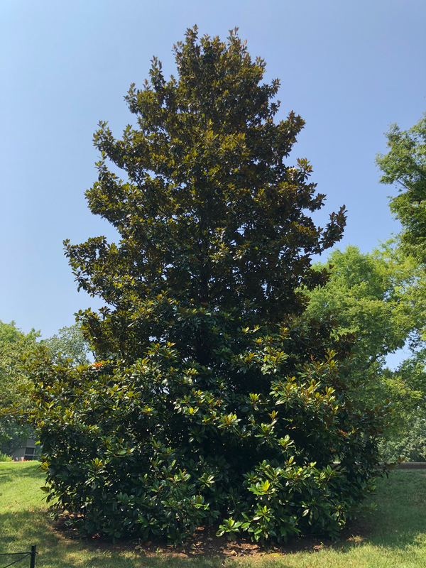 Magnolia tree at the Cheekwood Botanical Gardens