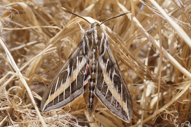 Whitelined sphinx moth