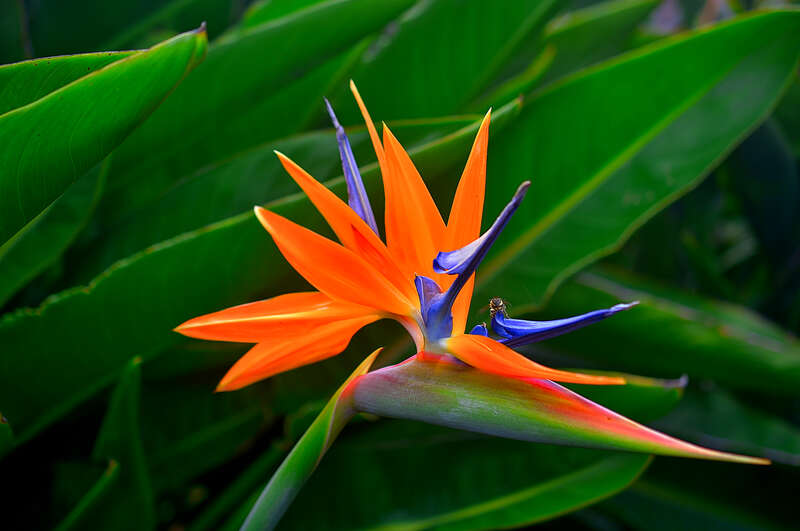 All five different Bird of Paradise flowers get grouped together under the Strelitzia scientific name. While the common name comes from the bird-like appearance of the bloom, the scientific name is drawn from Queen Charlotte of Mecklenburg-Strelitz.