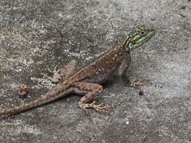 Peters's Rock Agama (Agama picticauda)