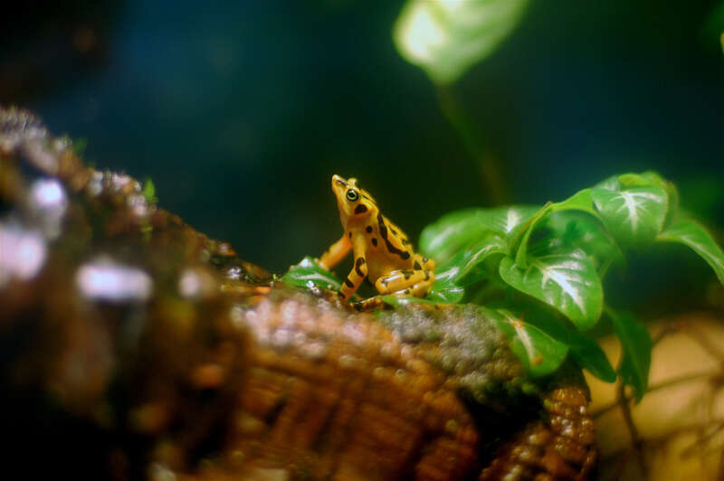 Atelopus zeteki
