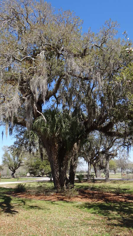 Avery Island et Tabasci, Louisiane, USA