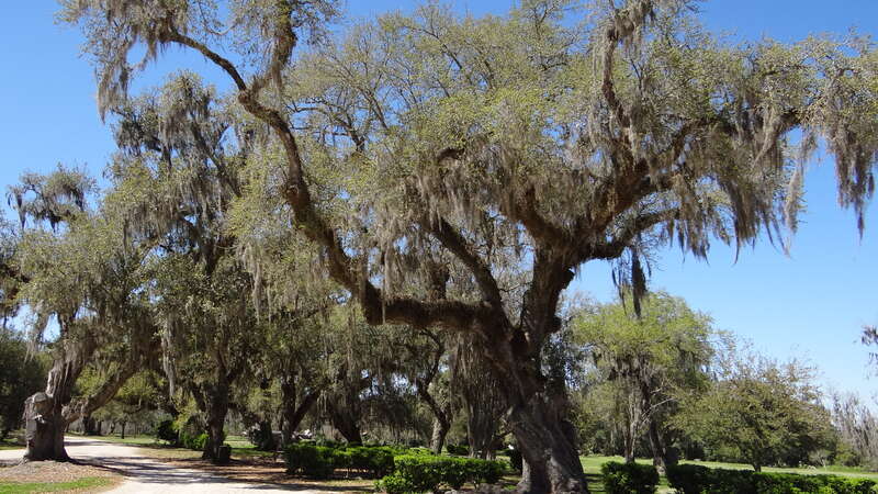 Avery Island et Tabasci, Louisiane, USA