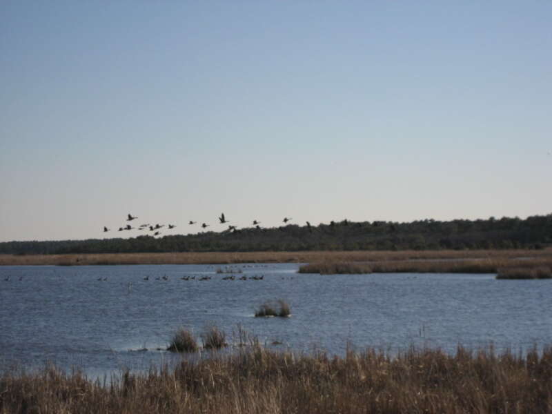 Back Bay National Wildlife Refuge in Virginia.
Credit: USFWS