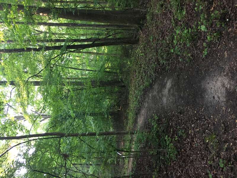 The Bailey Woods Trail to Rowan Oak in Oxford, Mississippi