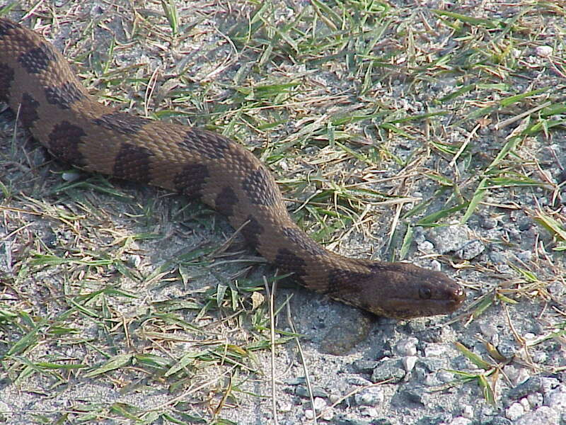 Brown watersnake at Back Bay National Wildlife Refuge in Virginia.
Credit: USFWS