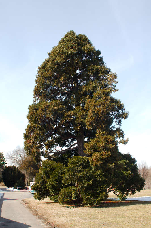 Calocedrus Decurrens (Incense Cedar), at Maymont Park, Richmond, Virginia, USA