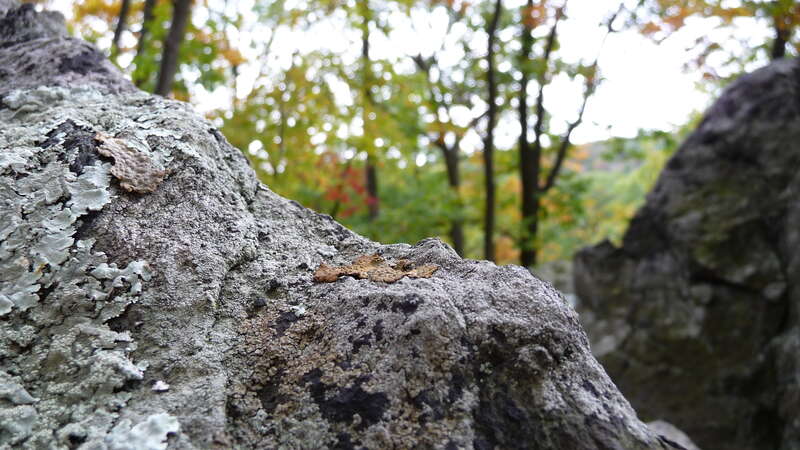 Up close of the lichen on the rock