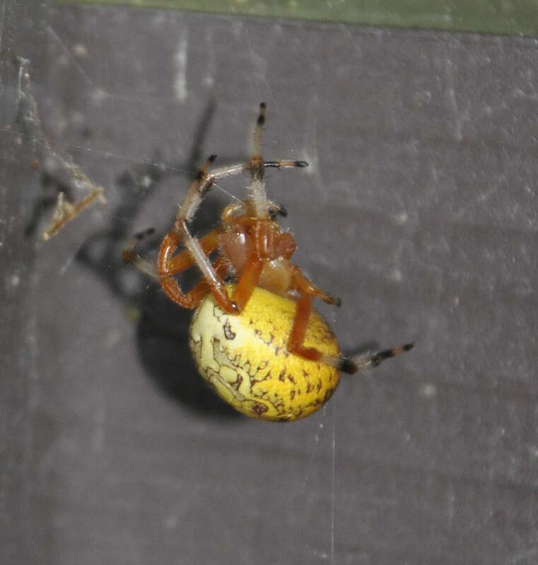 Cunningham Falls State Park:  marbled orb-weaver (Araneus marmoreus