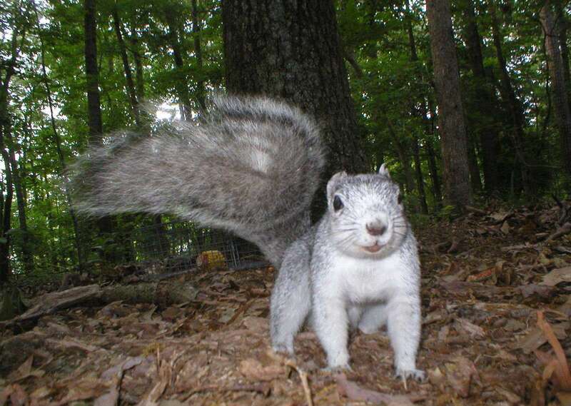 Twice the size of the common gray squirrel, the Delmarva  Peninsula fox squirrel may grow to 30 inches—with half of that as the tail—and weigh up to 3 pounds.  Credit: DNREC, Division of Fish and Wildlife