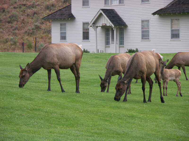 Elks at the Lodge 2005