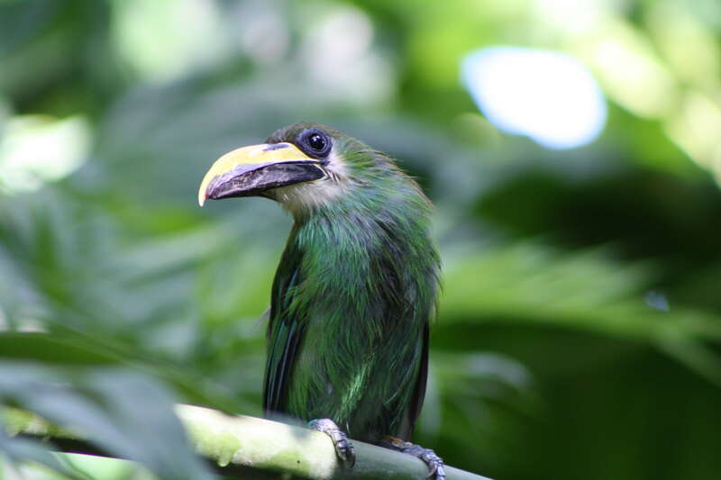 Emerald Toucanet, Aulacorhynchus prasinus; with a good view of his long beak.  A resident bird at Moody Gardens Rainforest Pyramid, Galveston TX