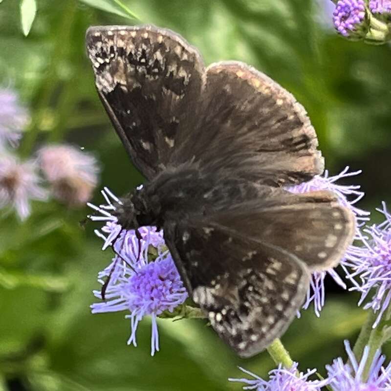 Wild Indigo Duskywing (Erynnis baptisiae)